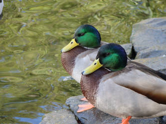 Ducks in Albert Park Summer/Autumn 2012