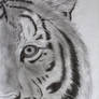 Old tiger drawing.