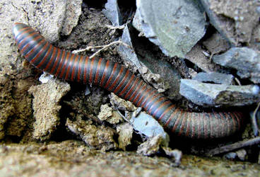 Millipede Surprise