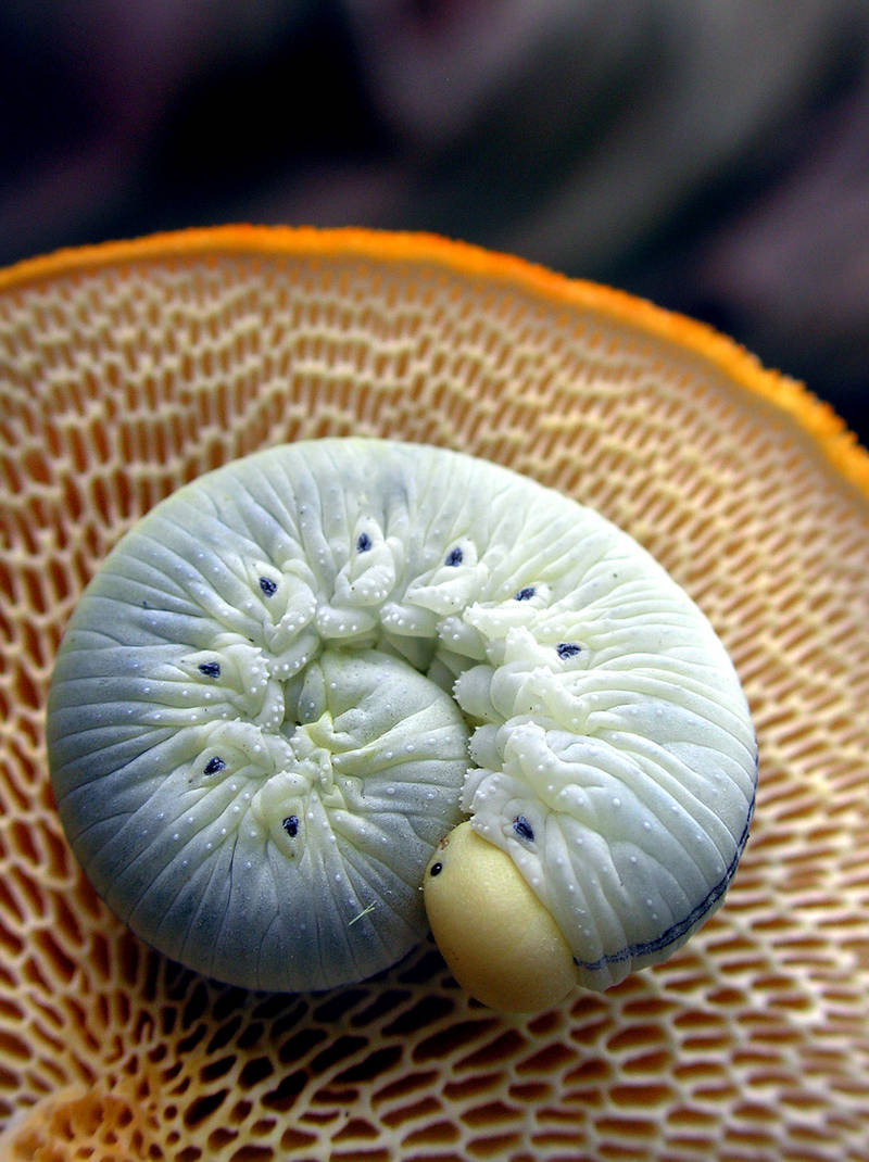 Sawfly Larva and Hexi by SauriaMami