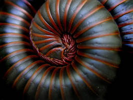 Toxic Curl