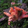 Rosy Coral