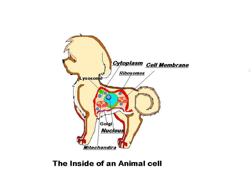 Animal cell project for school by Bailey157 on DeviantArt Animal cell project for school by Bailey157 on DeviantArt