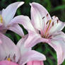 Pale Pink Stargazer Lily II