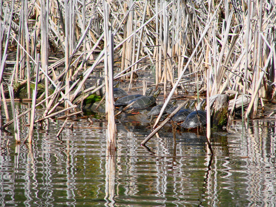Among the reeds by WhiskeyBlade on DeviantArt