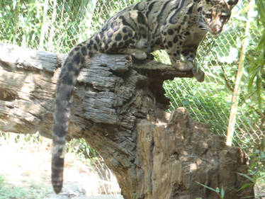Behold, the Clouded Leopard!