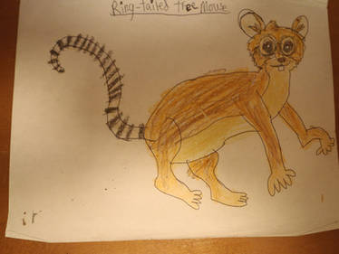 Ring-Tailed Tree Mouse