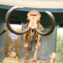 Woolly Mammoth at the Smithsonian Museum