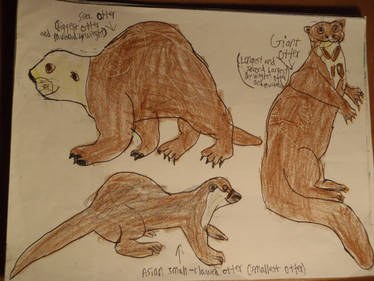 Otter Champions (including the Sea Otter)