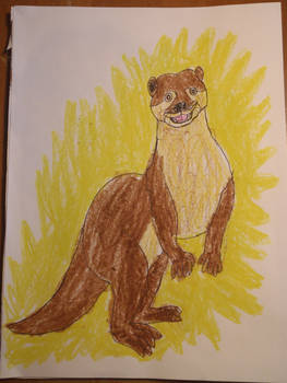 Joy - Asian Short Clawed Otter