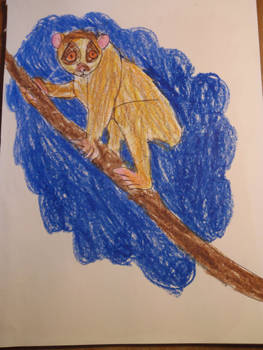 Sadness - Slow Loris