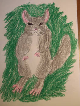 Disgust - Chinchilla