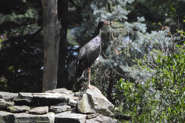 Black Stork