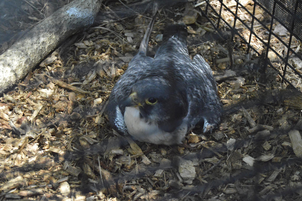 Peregrine Falcon