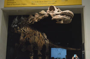 Meet Patagotitan, the Holy Grail of my trip