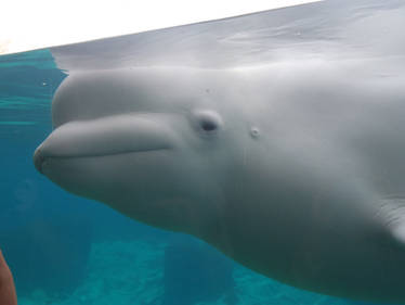 Beluga at the Mystic Aquarium