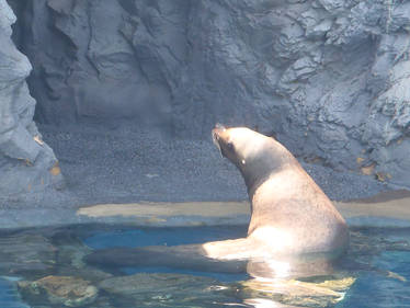 Steller Sea Lion