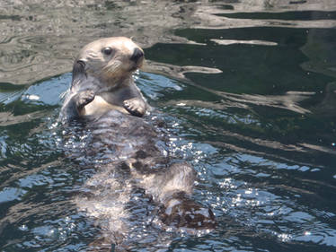 Sea Otter