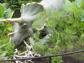 Dinosaur in the Zoo?