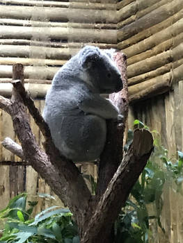 My First Koala!