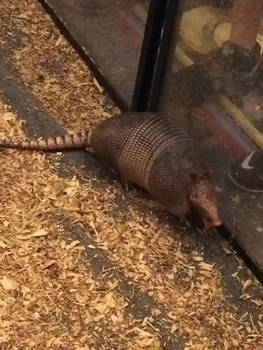 The State Small Mammal of Texas