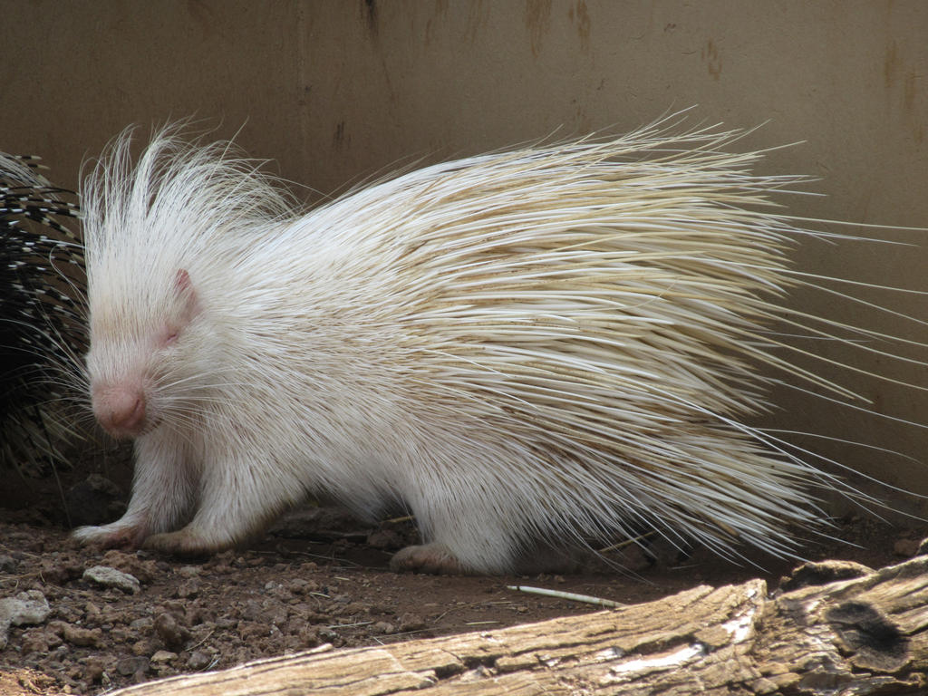 Albino Cape Porcupine by Sabreleopard on DeviantArt