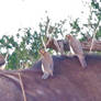 Red-Billed Oxpeckers