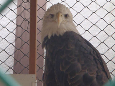 Montana the Bald Eagle