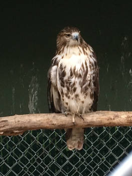Winston the Red-Tailed Hawk