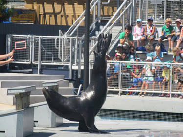 Sea Lion Hands Dance