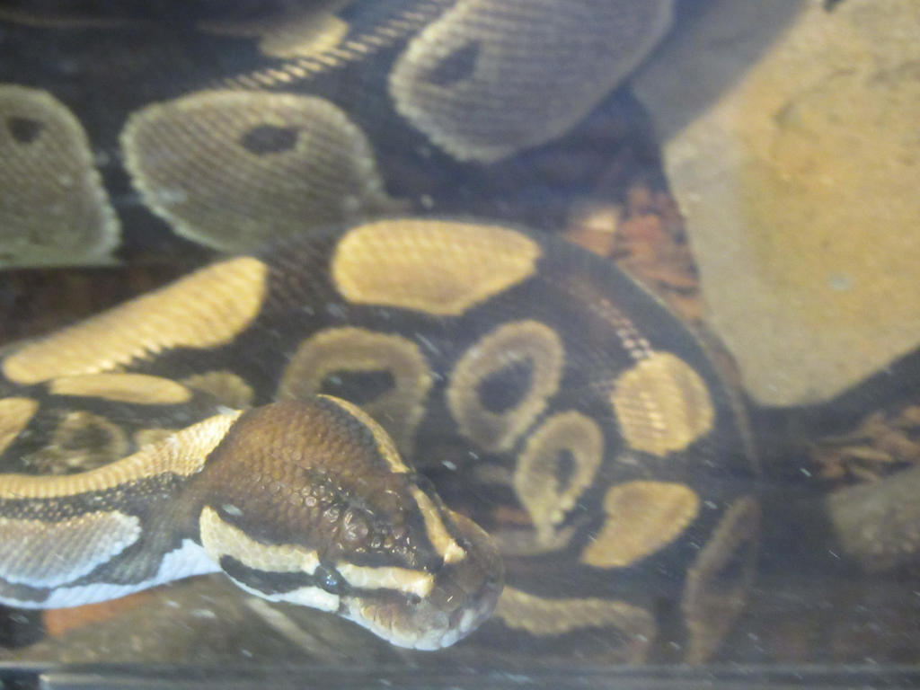 Ball Python by Sabreleopard on DeviantArt