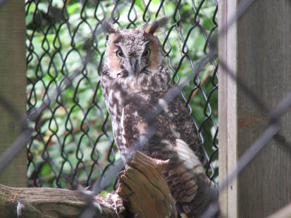 Long-Eared Owl
