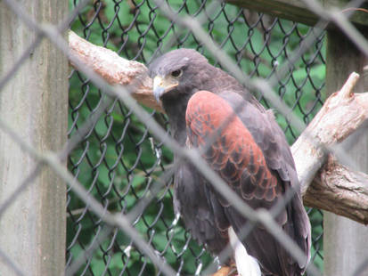Harris Hawk