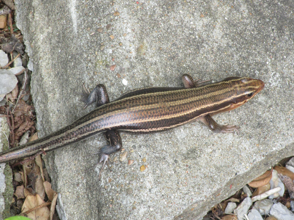 Five Lined Skink By Sabreleopard On DeviantArt