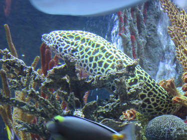 Spotted Moray Eel