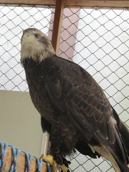 Roosevelt the Bald Eagle