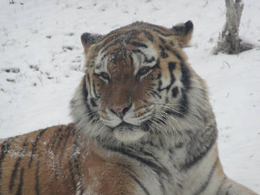 Portrait of the Majestic