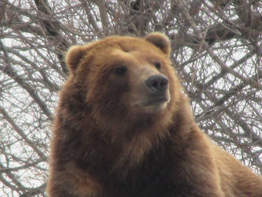 Portrait of the Monarch of the Mountain