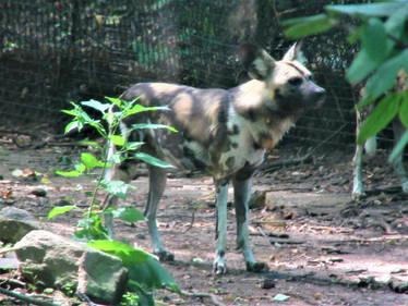 African Wild Dog