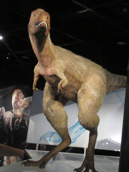 T-rex Juvenile