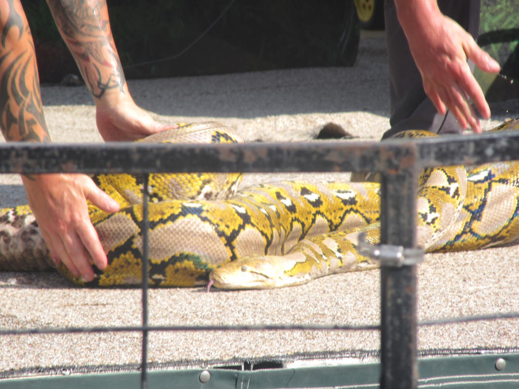 Reticulated Python by Sabreleopard on DeviantArt