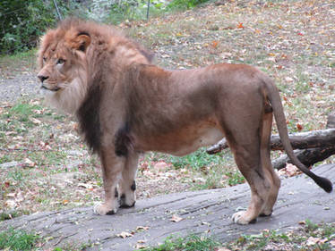 African Lion