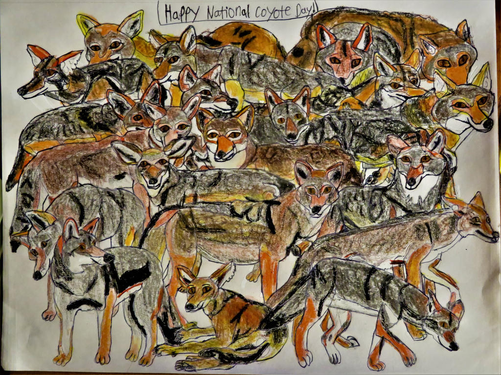 National Coyote Day by Sabreleopard on DeviantArt