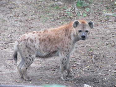 Spotted Hyena