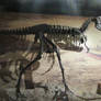 Albertosaurus