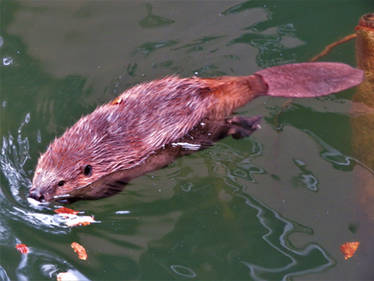 American Beaver