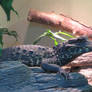 African Dwarf Crocodile