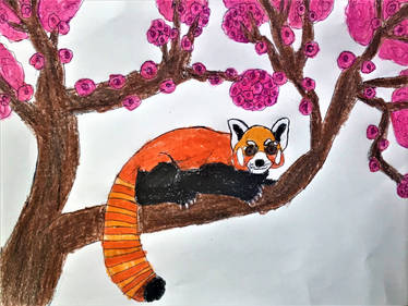 A Red Panda in a Cherry Blossom Tree