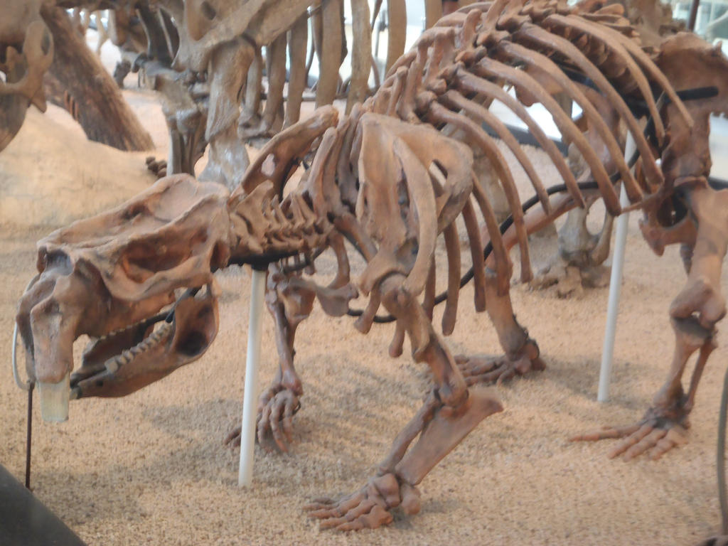 Phascolonus gigas by Sabreleopard on DeviantArt