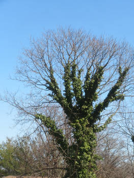 Tree with Green Trunk
